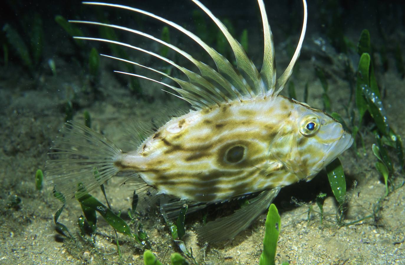 Los científicos alertan sobre la resdistribución sin precedentes de ecosistemas marino.