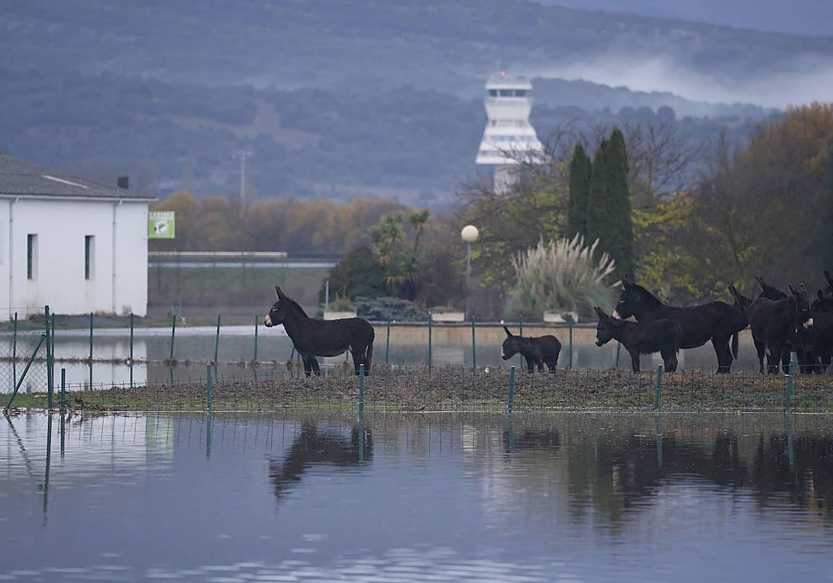 La actuación minimizará las crecidas del Zadorra en Asteguieta, la zona más afectada en las inundaciones de 2021.