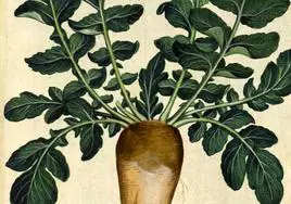 Nabo largo, ilustración botánica italiana del siglo XVI.