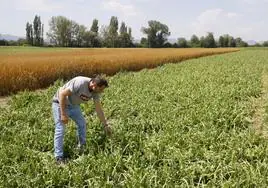 Un agricultor evalúa los daños en sus terrenos tras la granizada del 6 de julio de 2023