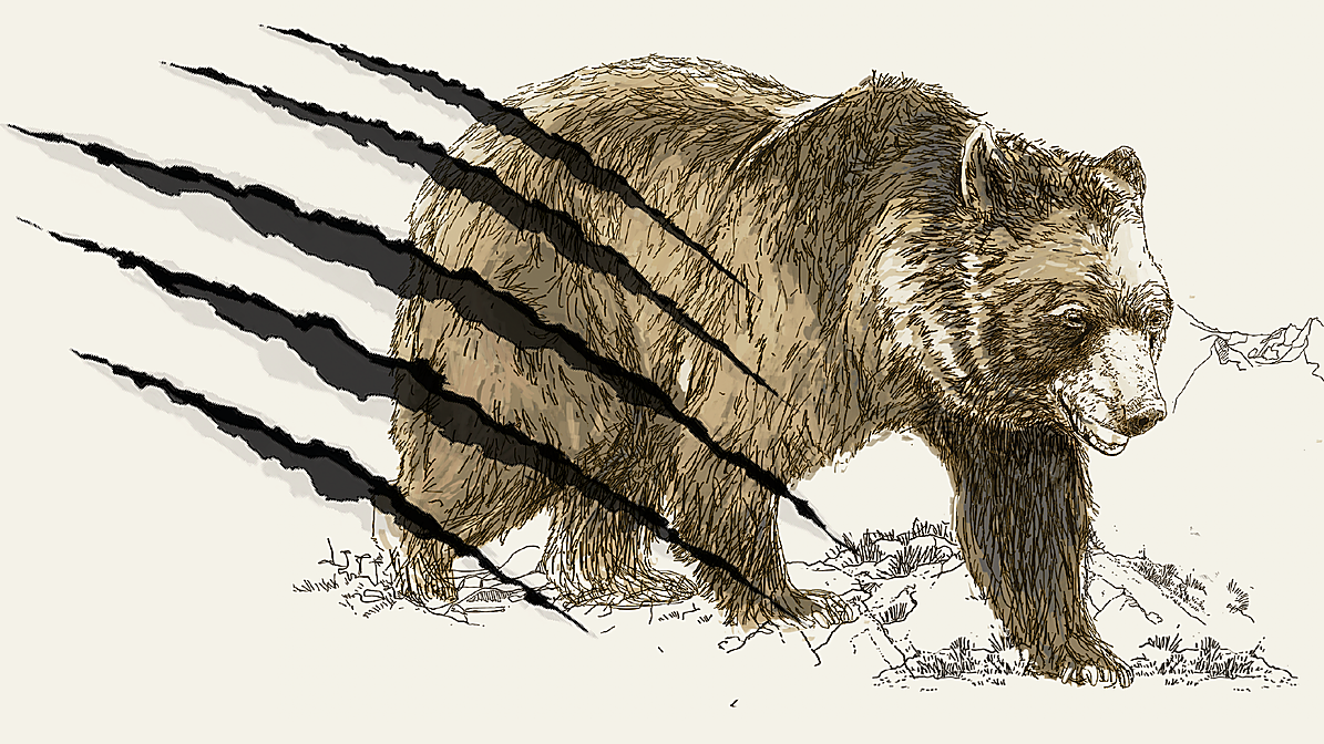 Alerta en Europa por los ataques de oso. ¿Y en España?