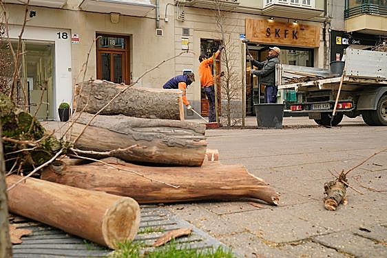 Los Fueros cuentan ya con siete hayas nuevas que sustituyen a plataneros enfermos