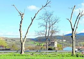 Imagen de dos árboles a pie de carretera que han sido podados al máximo.