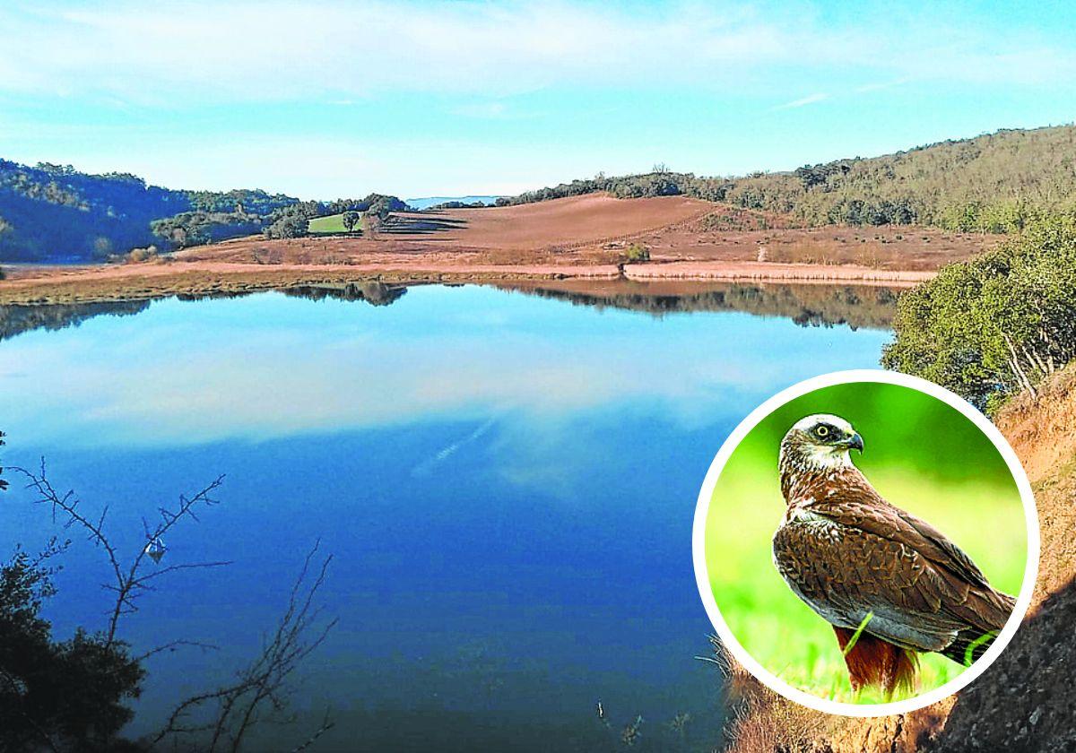 El lago de Caicedo de Yuso y, en pequeño, un aguilucho lagunero.