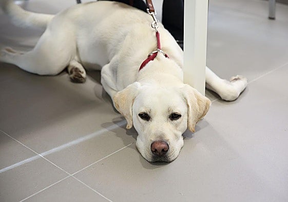 Piden que no se distraiga con comida a los perros guía de la ONCE en Euskadi