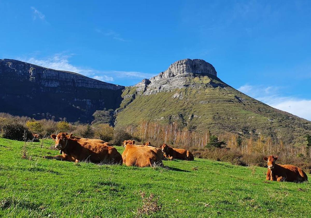 Ganado pastando en la Sierra Salvada.