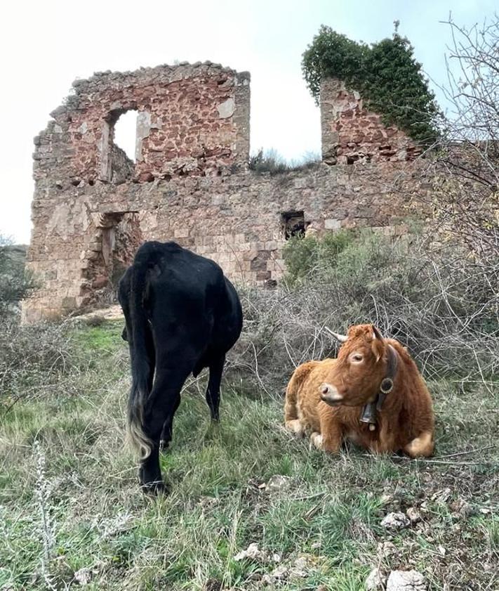 Imagen secundaria 2 - Las ruinas del Monasterio de San Prudencio y las vacas, en las inmediaciones del mismo. 