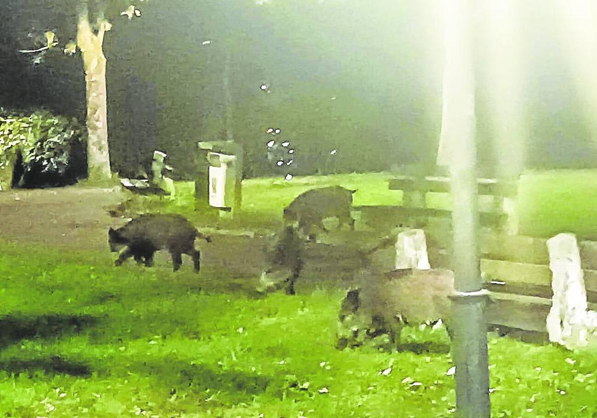 Los jabalíes ya se habían dejado ver en enero en un parque del barrio de Basozelai, en Basauri.