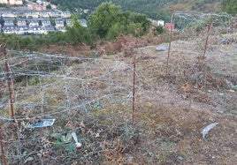 Protección de dos macizos de orquídeas en el monte Arraño de Llodio.