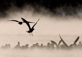 Se trata de una especie que «aprovecha todos los recursos a su alcance» y que frecuenta cada vez más zonas de la ciudad.