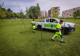 La intervención para la creación del laberinto verde se han iniciado este lunes y se extenderán hasta noviembre.