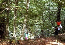 Las ayudas servirán para mejorar las masas forestales públicas y privadas.