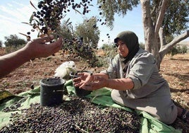 Trabajadores palestinos recogen aceitunas en un olivar de Kharas.