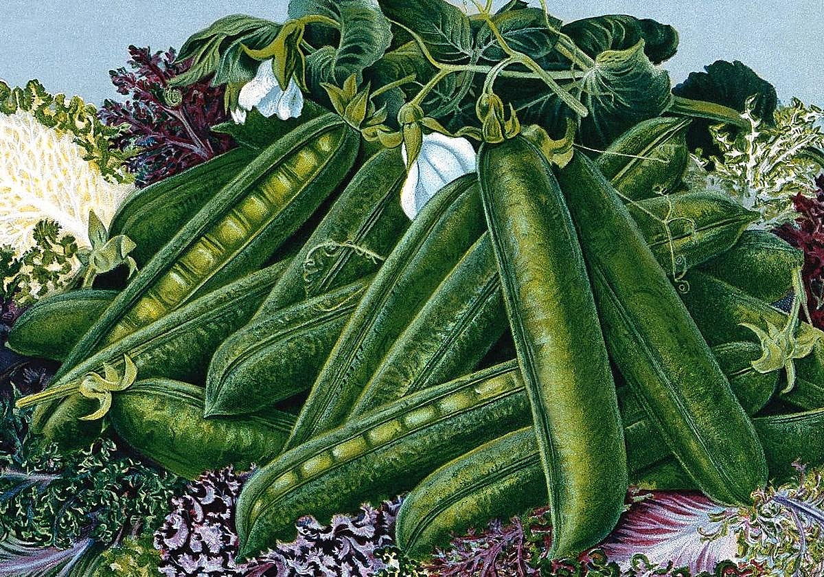 Ilustración de guisantes en un catálogo de horticultura, 1890 (Wellcome Collection).