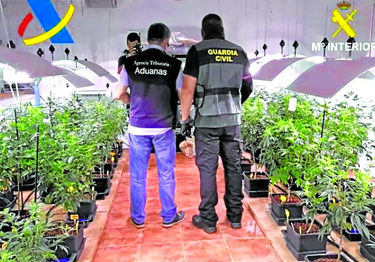 Agentes participantes en el operativo en una de las plantaciones intervenidas.