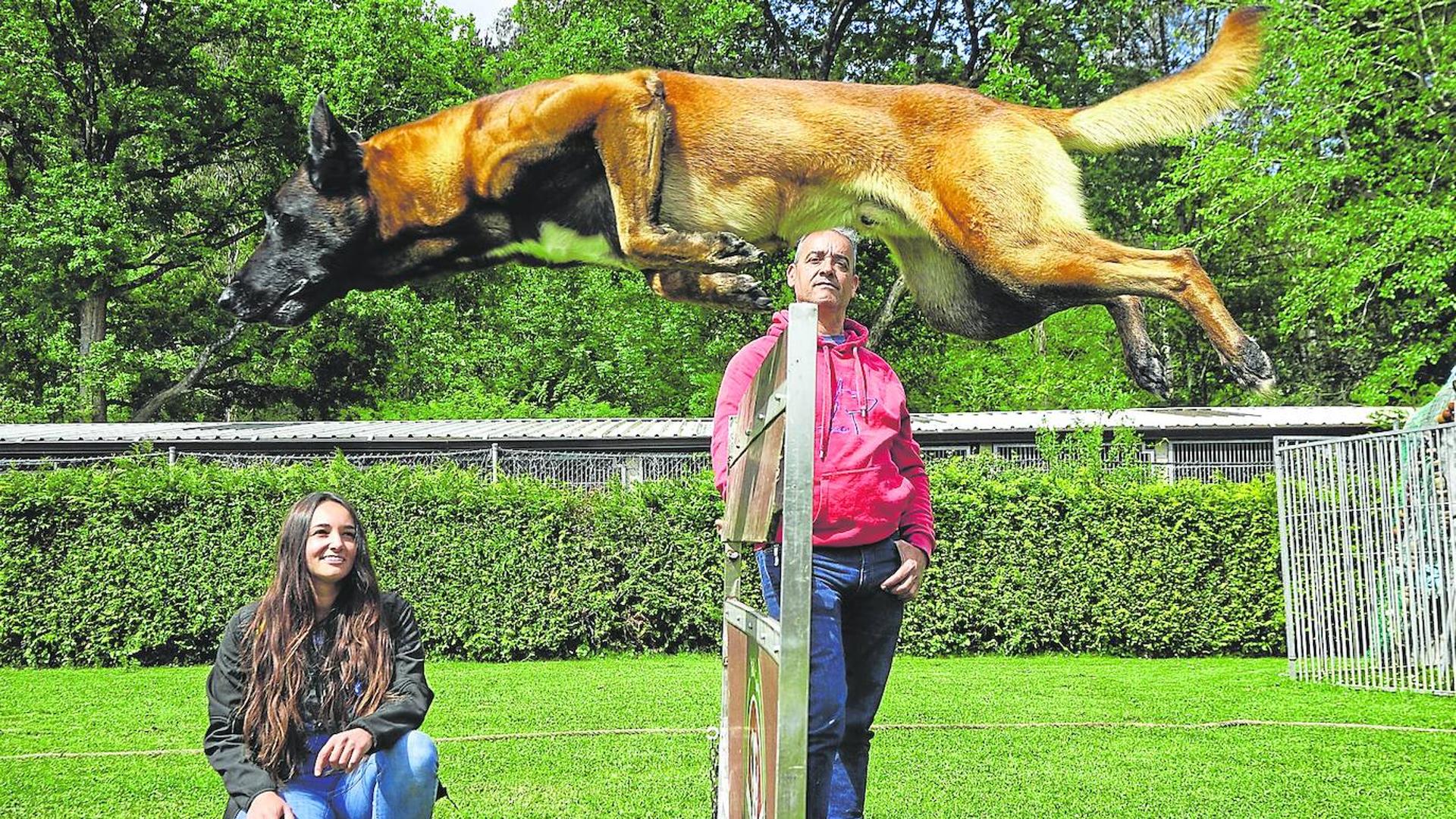 como se llama un perro agresivo