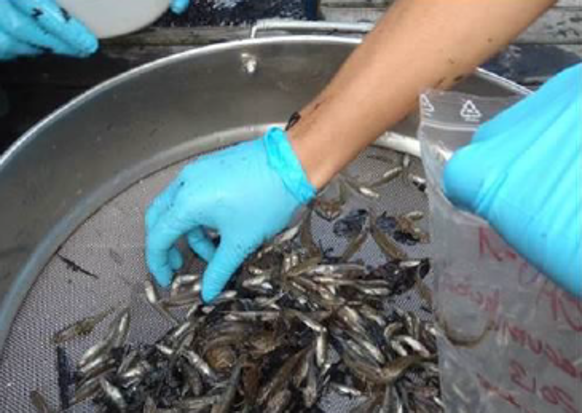 Imagen secundaria 1 - Recogida de la red tras un arrastre en la zona del Abra interior. Separación e identificación de fauna demersal.
