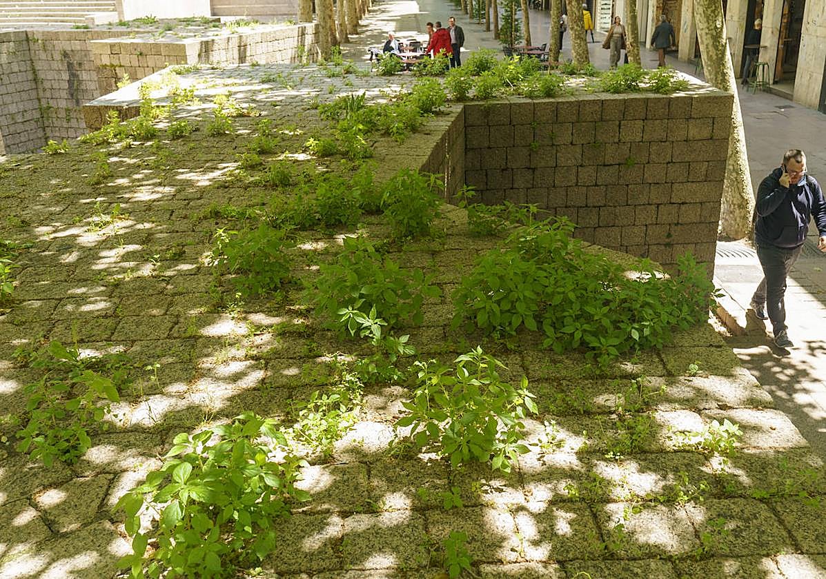 La vegetación silvestre florece en la plaza de Los Fueros.