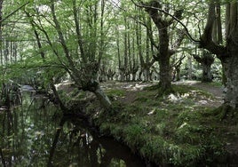 Los hayedos del Gorbea, en el ranking de los bosques más bellos del mundo de National Geographic