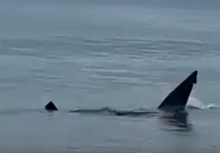 El tiburón que ha avistado Zigor, el hijo de Karlos Arguiñano, muy cerca de la orilla en Zarautz