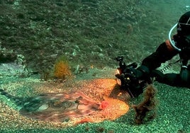 Un buceados del Urpeko Taldea de Lekeitio fotografía una especie del fondo marino.