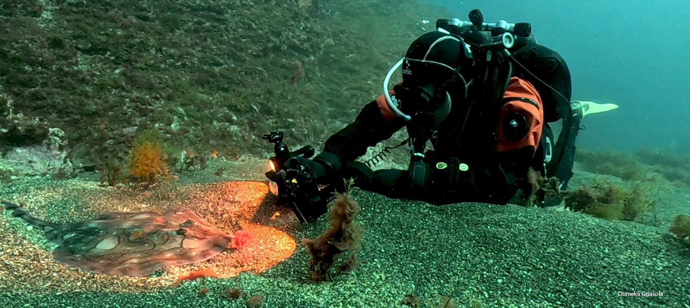 Un buceados del Urpeko Taldea de Lekeitio fotografía una especie del fondo marino.