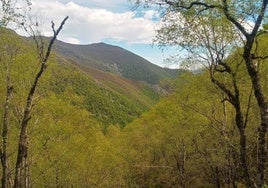 Panorámica del frondoso bosque de Muniellos desde la parte alta de la ruta.