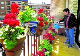 Una mujer cuida sus bonitos geranios en una terraza de Vitoria.