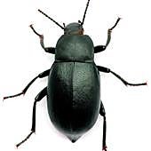 Imagen - «Un libro debe ser el hacha que rompa el mar helado que hay dentro de nosotros»