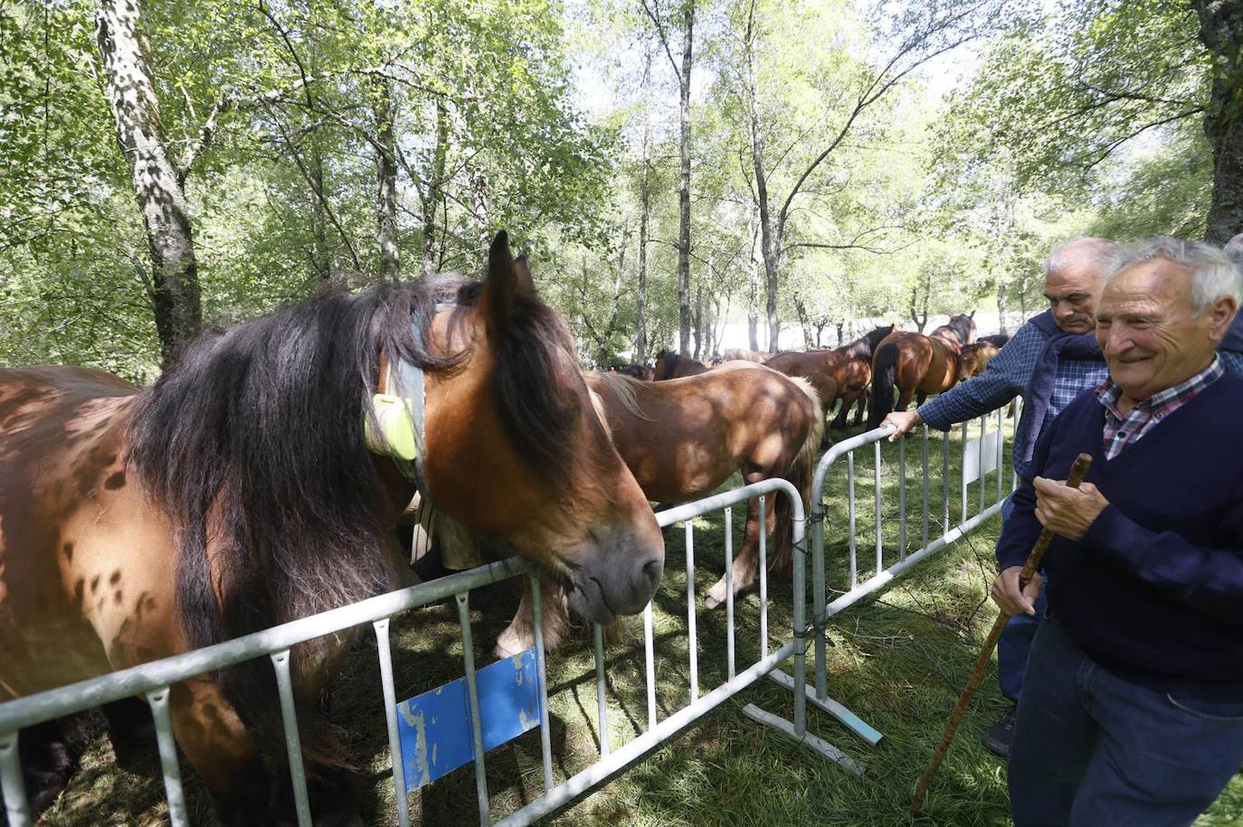 Las mejores imágenes de la feria de San Antonio de Padua en Urkiola