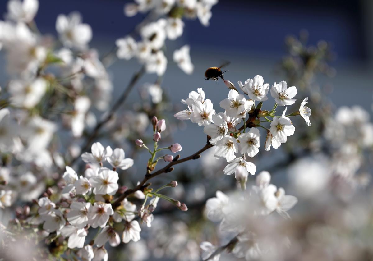 ¿Por qué esta primavera está siendo diferente a los últimos años?