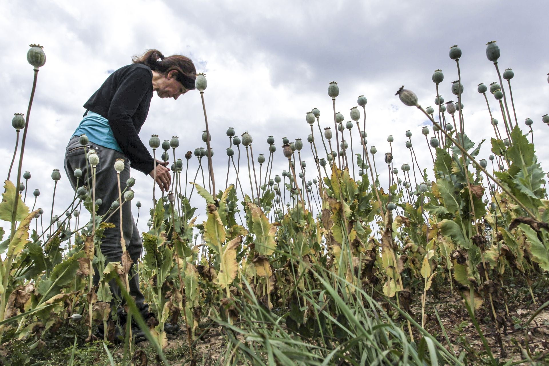 Una joven observa una plantación de opio en un campo alavés.