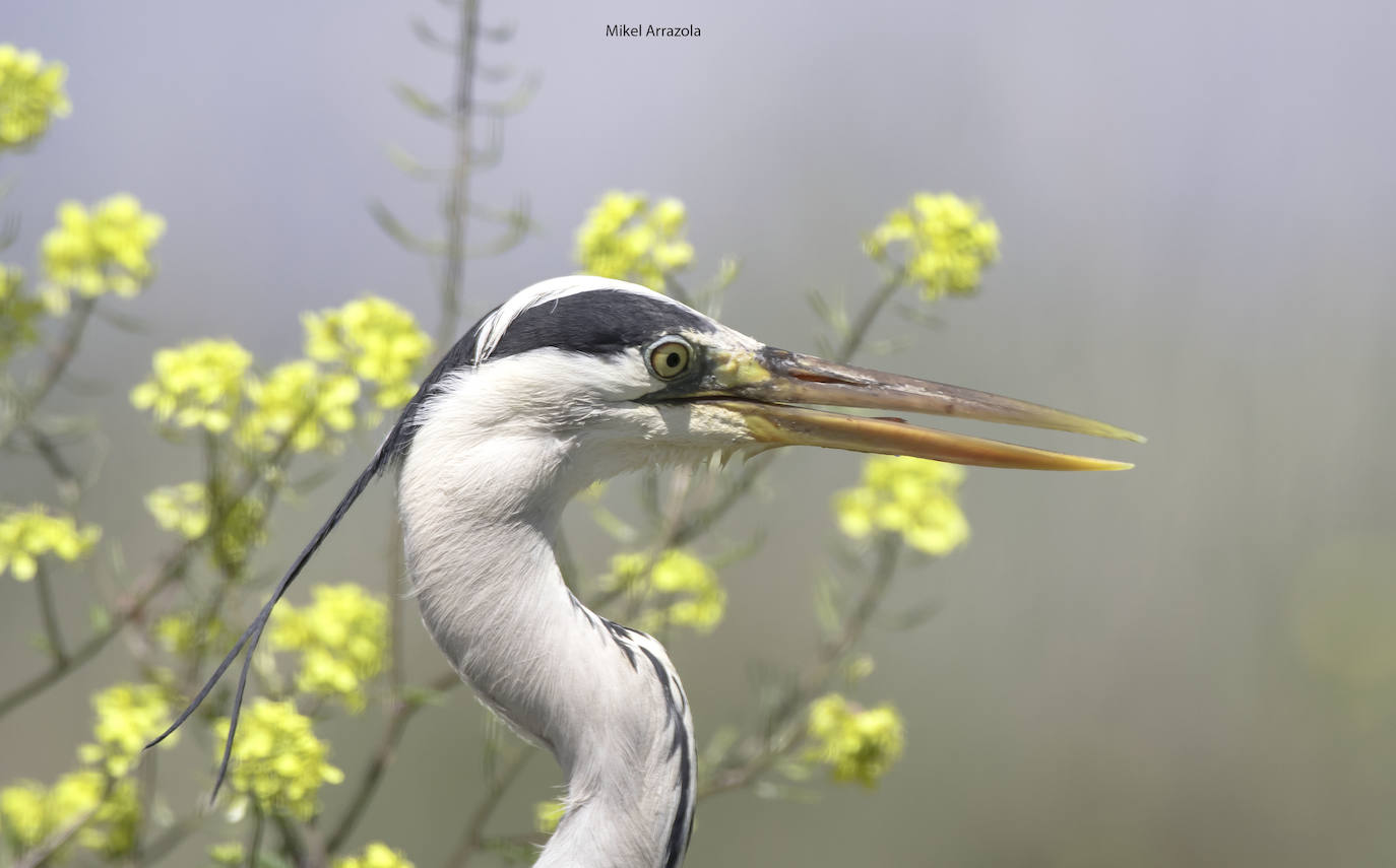 Una garza.