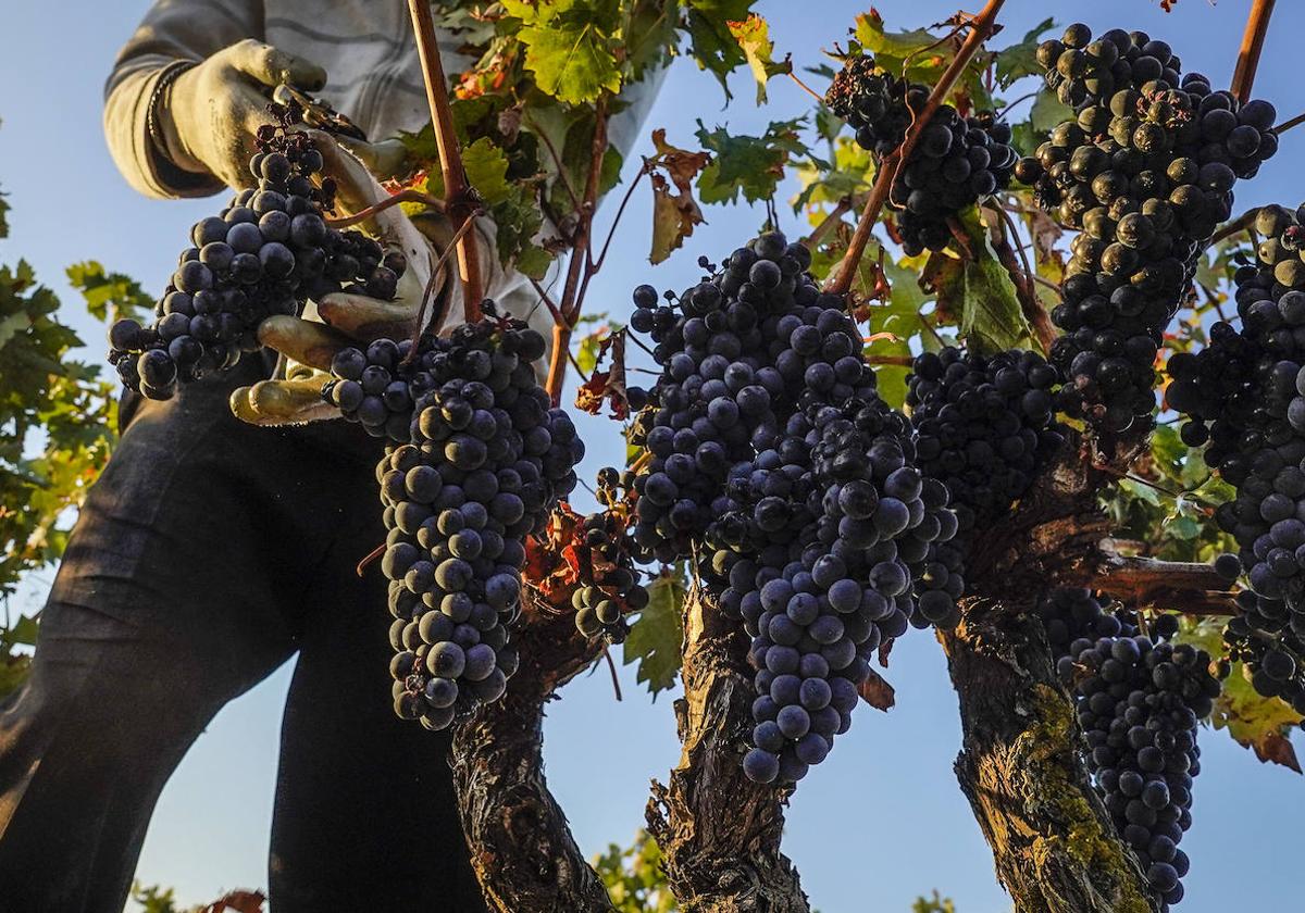 Vendimia en unos viñedos de Rioja Alavesa.