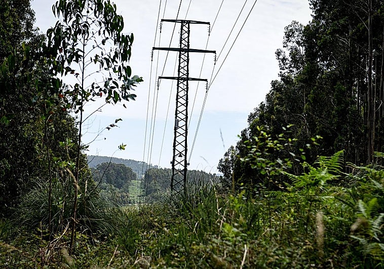 Los hechos se han producido en una zona boscosa en la calle Gatzarriñe.