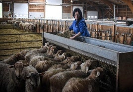 La ganadera Nieves Martínez, del Valle de Mena, con las ovejas de Bizkaigane.