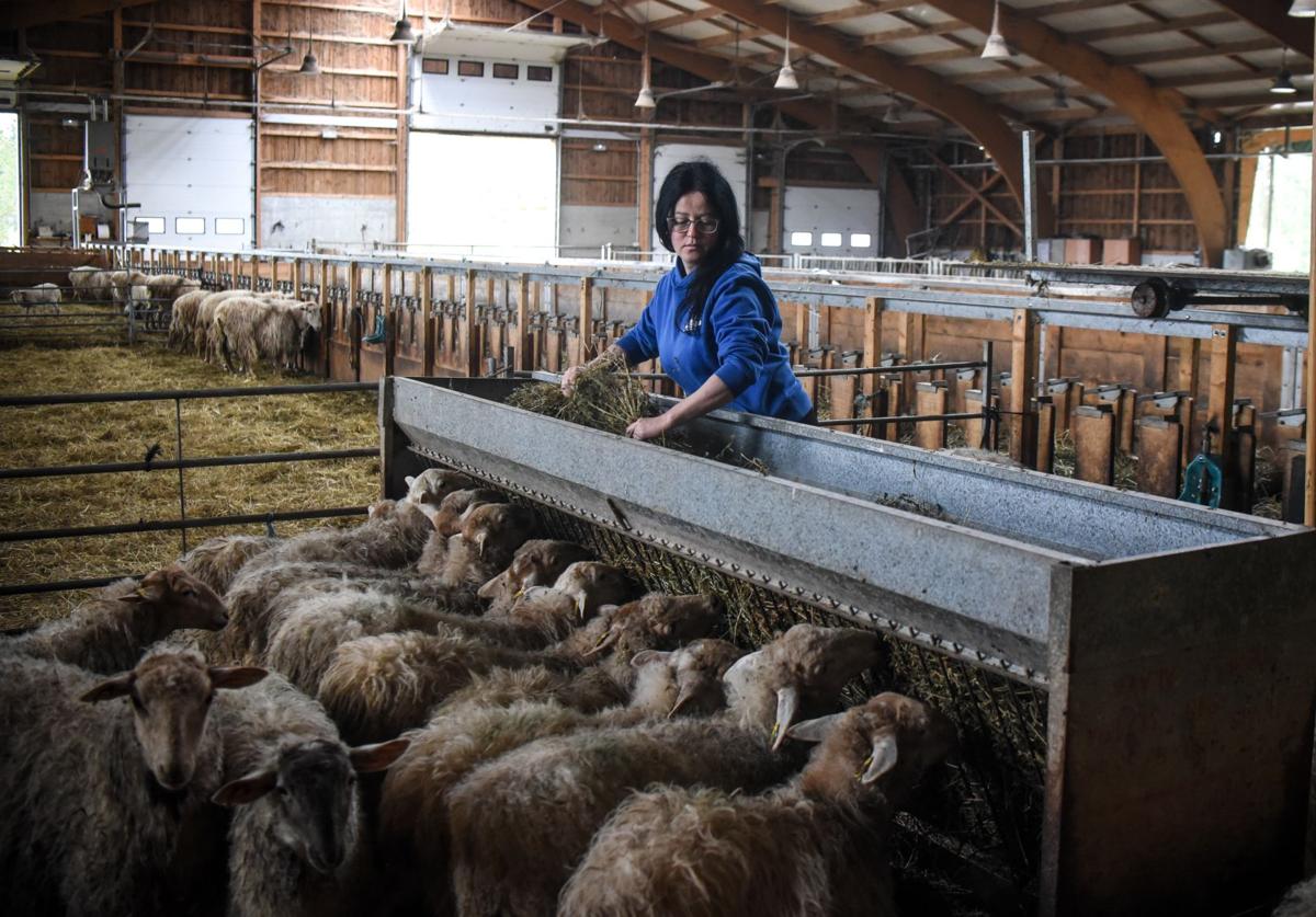 La ganadera Nieves Martínez, del Valle de Mena, con las ovejas de Bizkaigane.