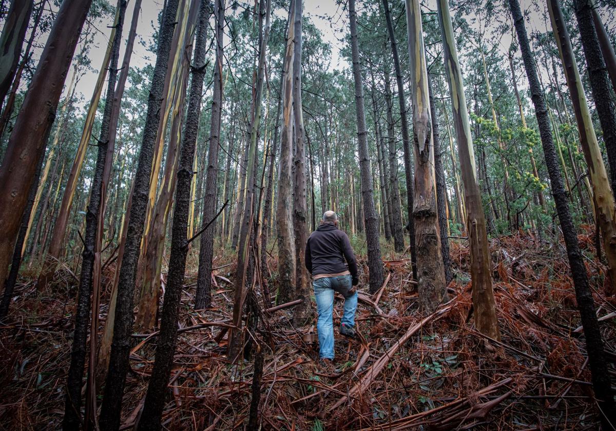 1,8 millones en ayudas para la gestión de los bosques alaveses