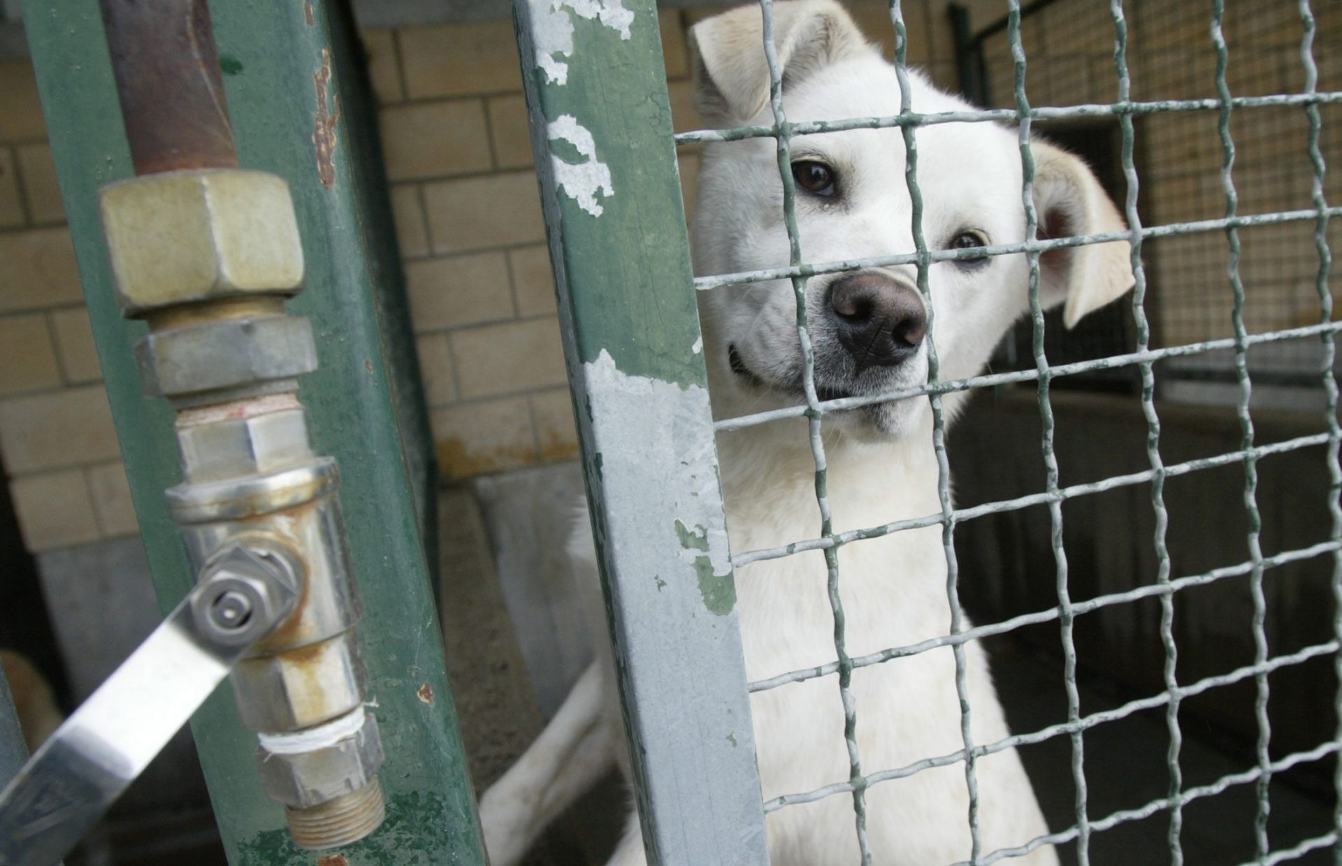 429 perros y gatos se abandonaron en Vitoria en 2023, ¿cuáles son las razones?