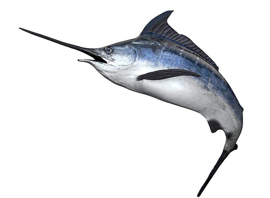 El pescado que es imprescindible en nuestra dieta