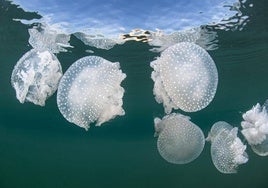 Medusas en enjambre localizadas en el mediterráeno.