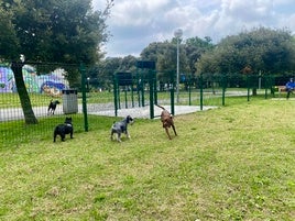 Varios perros están sueltos en un parque de otra localidad.