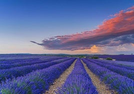 Aroma a lavanda: los pueblos de Burgos que se tiñen de malva en verano