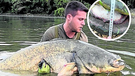 Un monstruo de 2,37 metros en el Ebro a su paso por un pueblo de La Rioja