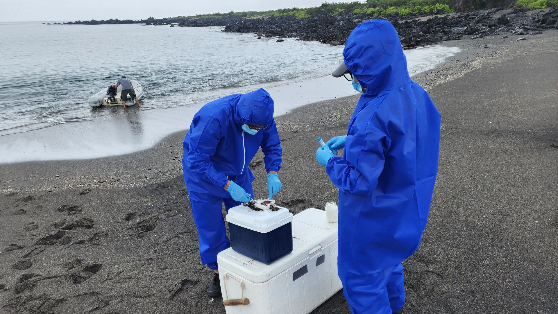 Científicos buscan muestras de gripe aviar en una playa de las islas Galapagos.