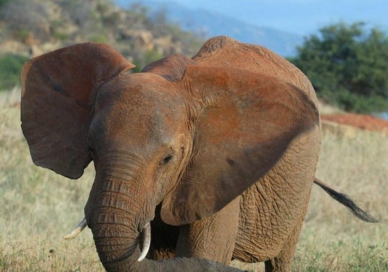 Muere un turista español pisoteado por un elefante en Sudáfrica