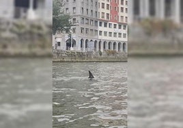 Diferentes momentos en el que el cetáceo ha sido avistado en la ría de Bilbao.