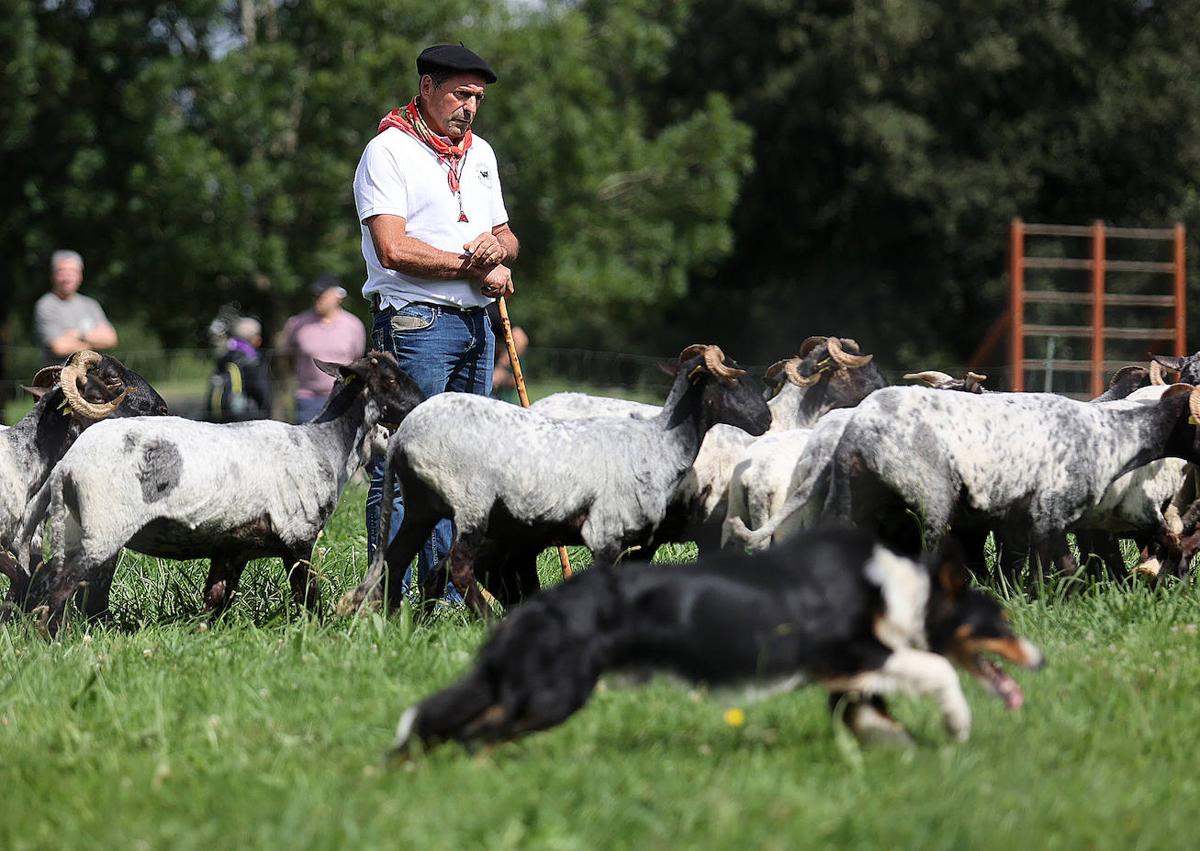 Imagen secundaria 1 - Miss demuestra en Amorebieta por qué es la mejor perro pastor del País Vasco