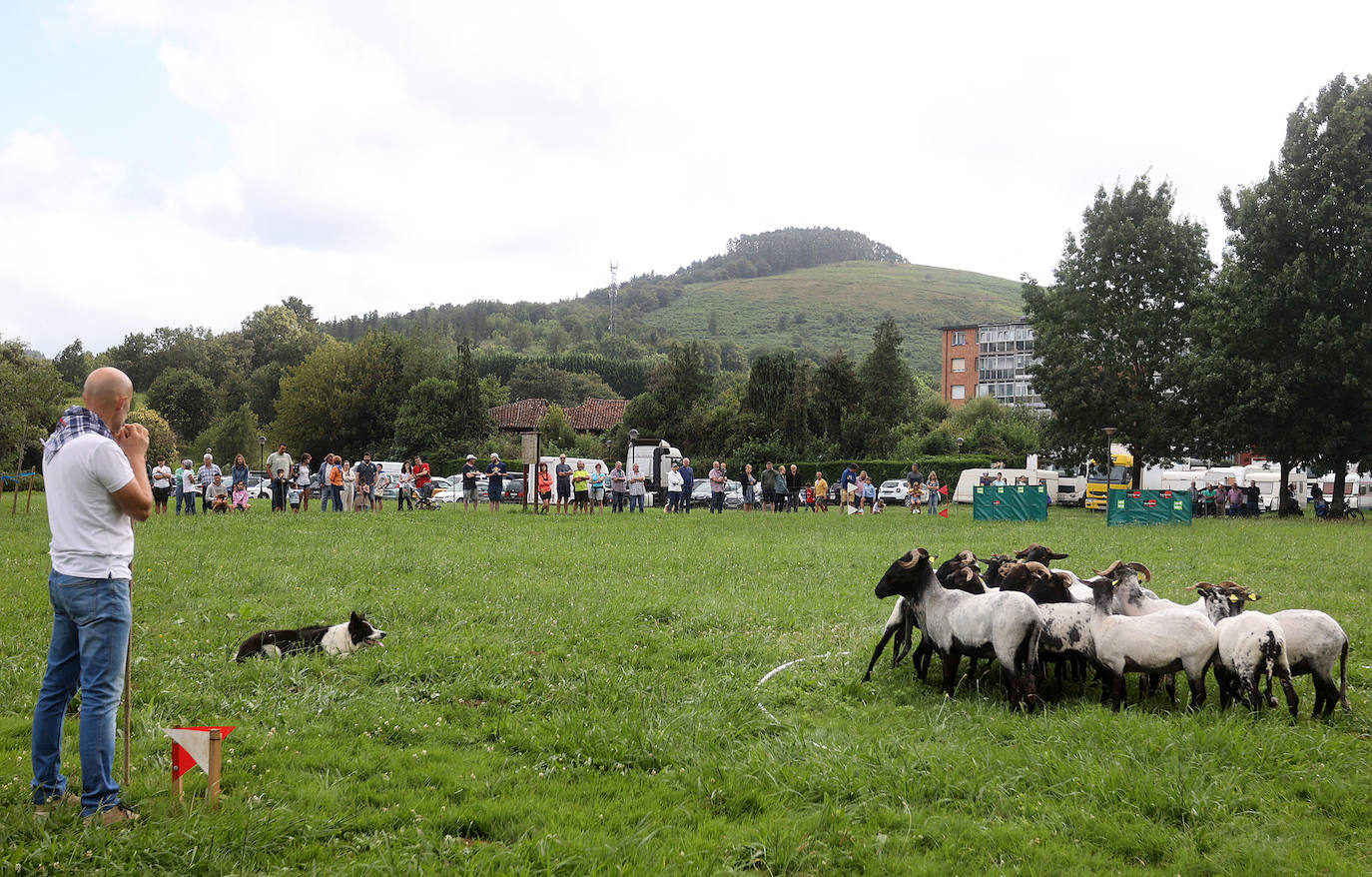 Las mejores imágenes del campeonato de perros pastor de Euskal Herria