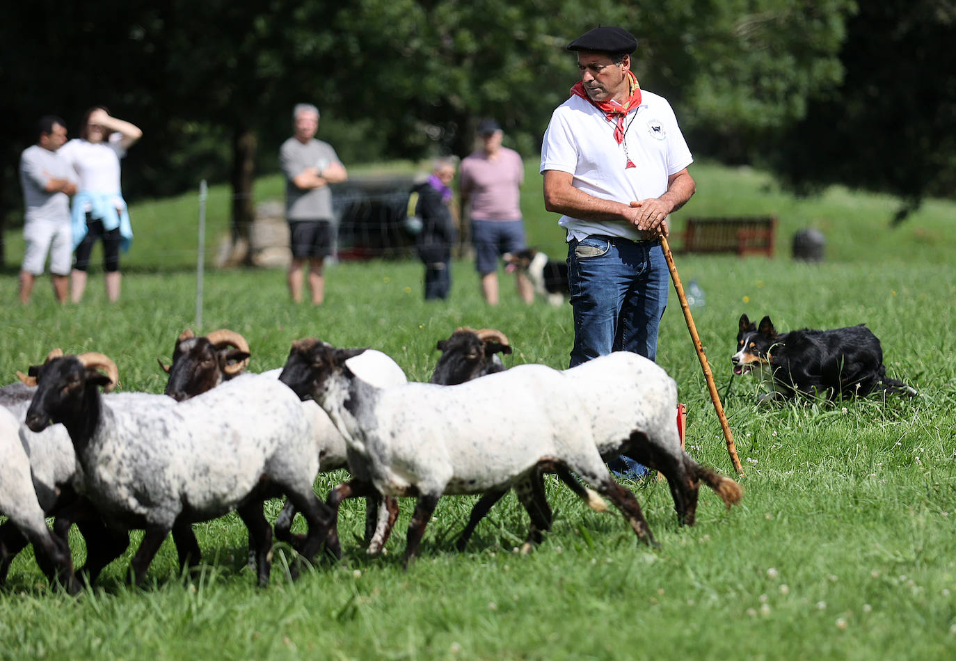 Las mejores imágenes del campeonato de perros pastor de Euskal Herria